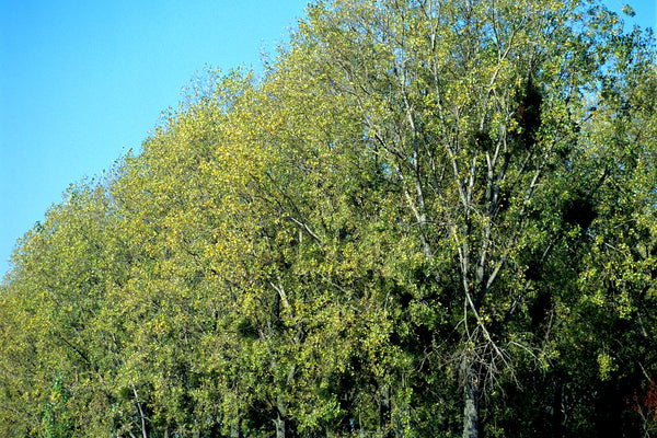 Bois de peuplier : une essence aux reflets satinés
