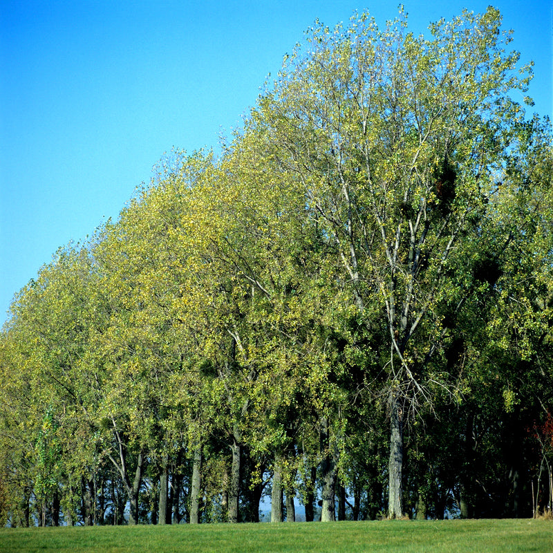 Bois de peuplier : une essence aux reflets satinés