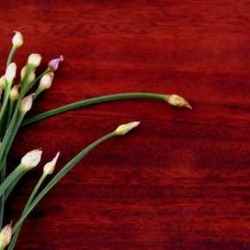 Quelques types de bois populaires et leurs caractéristiques