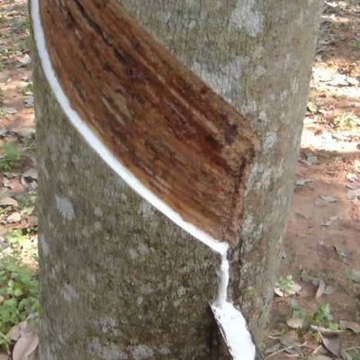 L’essentiel à savoir sur le bois d’hévéa