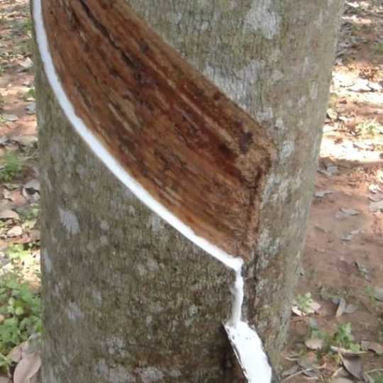 L’essentiel à savoir sur le bois d’hévéa