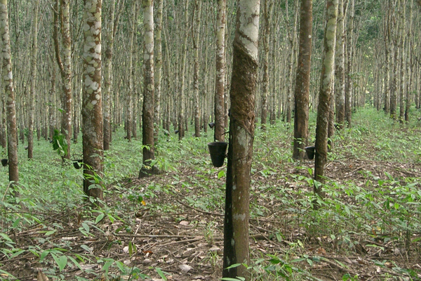 Bois d’hévéa : la solution pour sublimer votre décoration intérieure