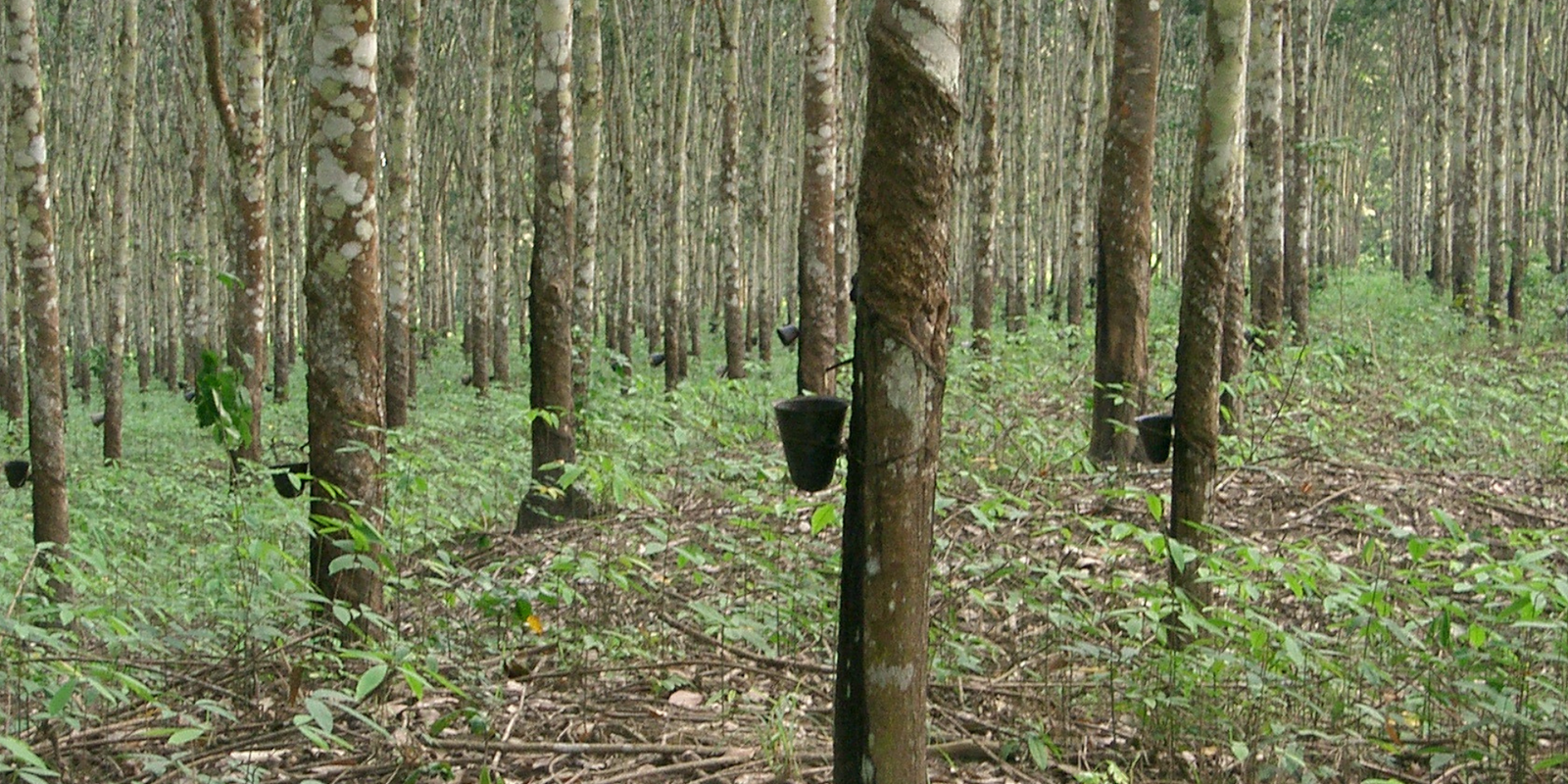 Bois d’hévéa : la solution pour sublimer votre décoration intérieure