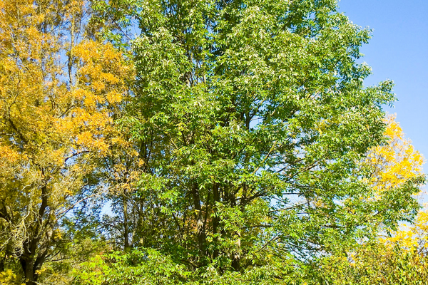 Le bois de frêne blanc : la combinaison parfaite entre élégance et solidité