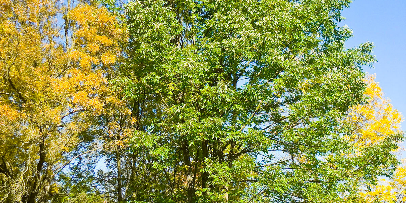 Le bois de frêne blanc : la combinaison parfaite entre élégance et solidité
