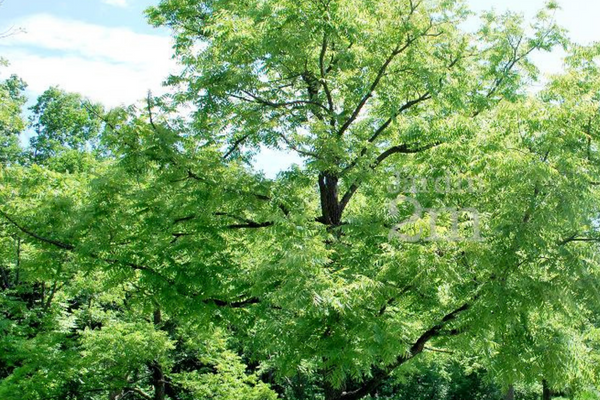 Bois de noyer, pour une décoration élégante et réconfortante
