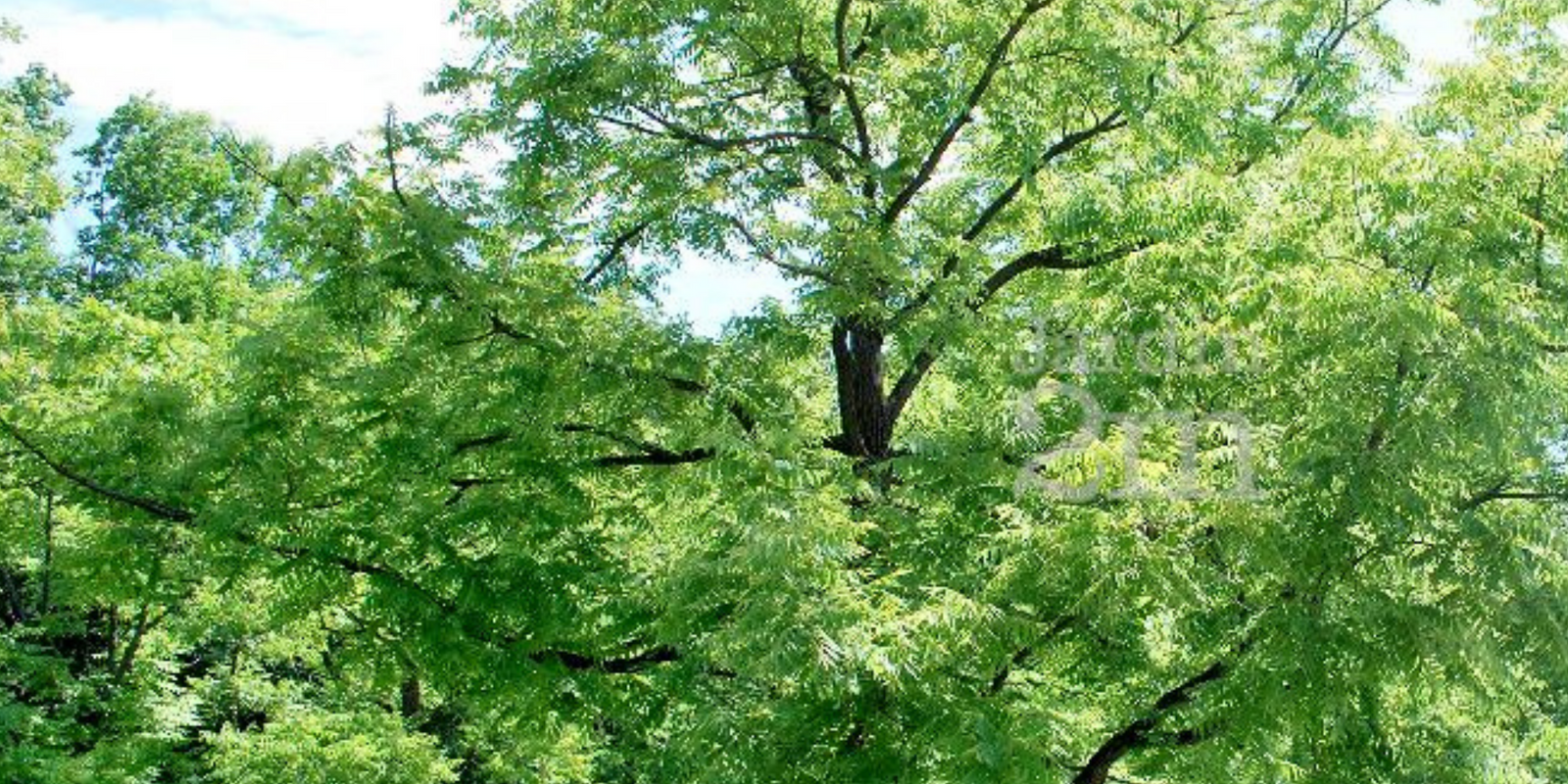 Bois de noyer, pour une décoration élégante et réconfortante