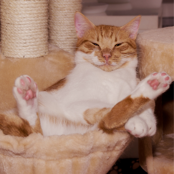 Orange and white cat lounging comfortably in a plush bed, showcasing relaxed demeanor and pink paw pads.